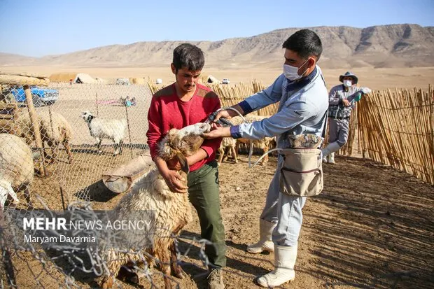 واکسیناسیون بیش از ۱.۲ میلیون دام سبک در سیستان و بلوچستان
