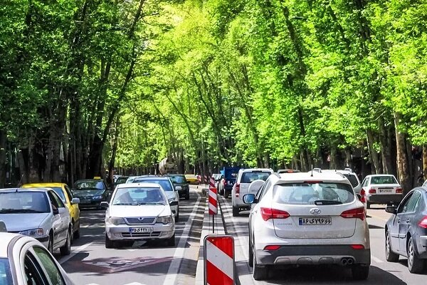 درختان بیشتر؛ کاهش علائم افسردگی در سالمندان