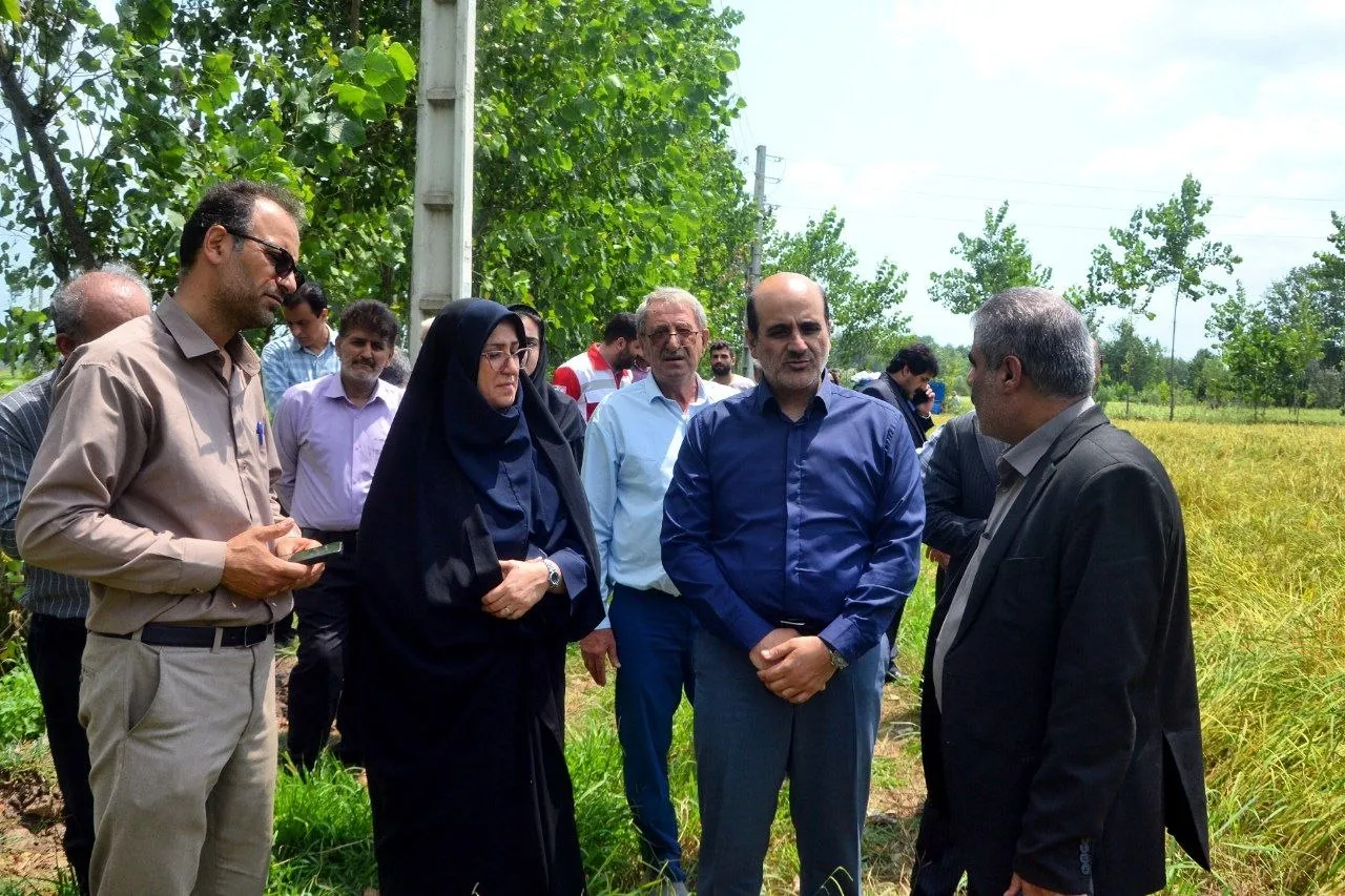 فرماندار لاهیجان: توسعه مکانیزاسیون، ضامن پایداری تولید برنج و حمایت از کشاورزان است
