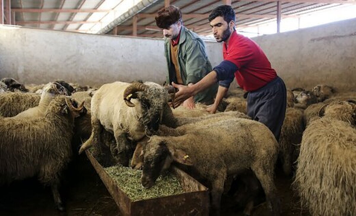 ثبات قیمت دام زنده؛ گوساله کیلویی ۵۳۰ هزار تومان