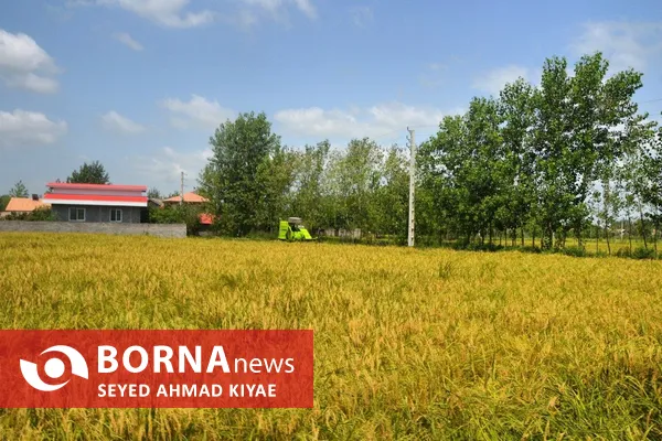 فرماندار لاهیجان: توسعه مکانیزاسیون، ضامن پایداری تولید برنج و حمایت از کشاورزان است