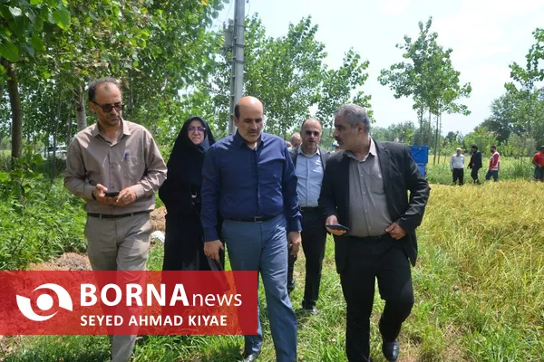 فرماندار لاهیجان: توسعه مکانیزاسیون، ضامن پایداری تولید برنج و حمایت از کشاورزان است