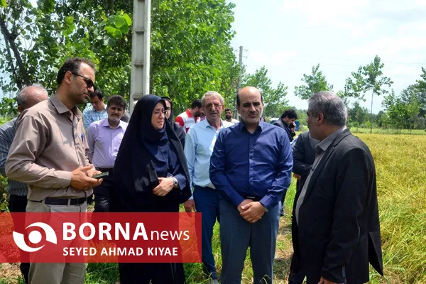 فرماندار لاهیجان: توسعه مکانیزاسیون، ضامن پایداری تولید برنج و حمایت از کشاورزان است