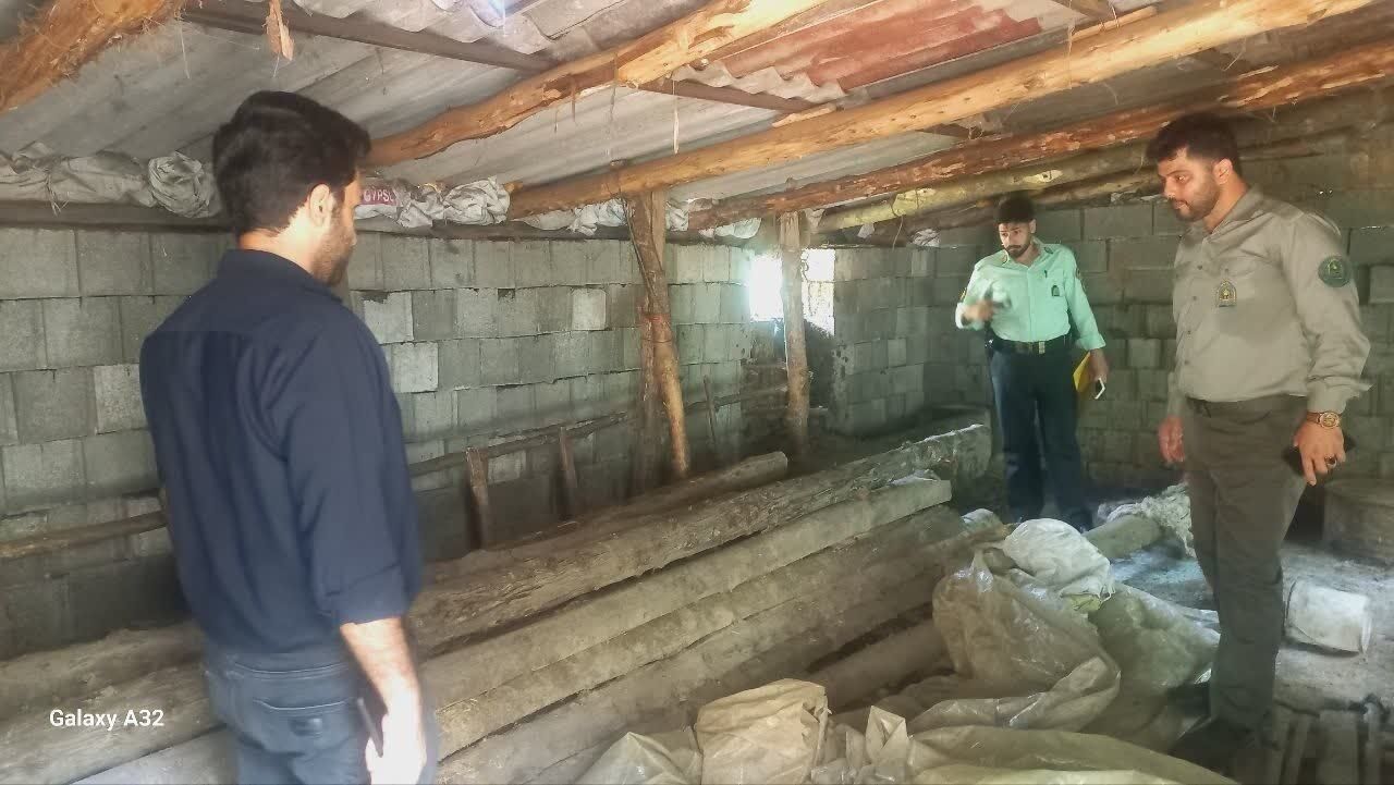 کشف ۱۶ اصله چوب قاچاق کاج زربین در رامسر