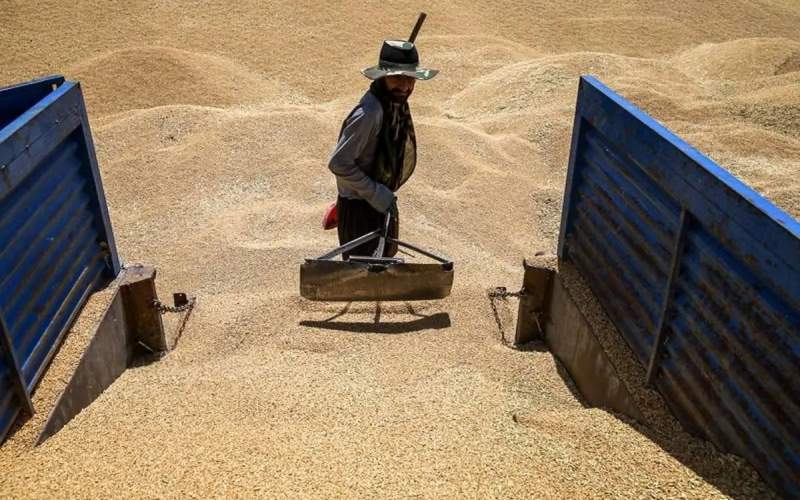 افزایش نرخ گندم صنف و صنعت به ۵۳ هزار تومان؛ جزئیات تغییرات قیمتی