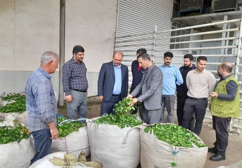 پرداخت 86 درصد بهای برگ سبز چای در لنگرود