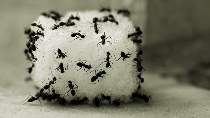 چگونه مورچه را فراری دهیم ؟ | ۲ روش دفع مورچه از خانه؛ قطعی‌تر از هر سم شیمیایی