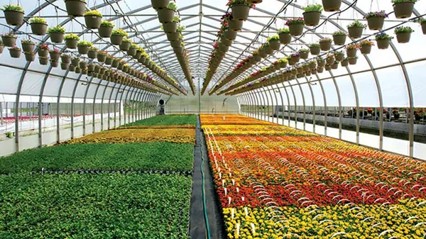 توسعه گلخانههای چهارمحال و بختیاری به 5 برابر رسید
