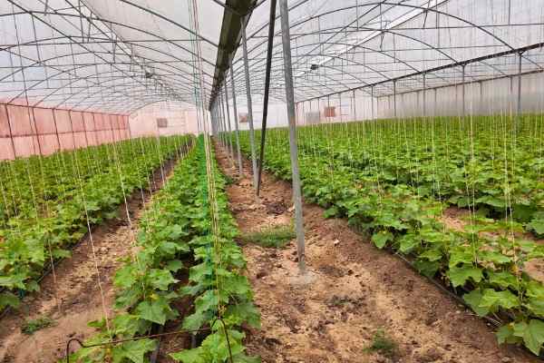 هشدار درباره احتمال قطع گاز گلخانهها و لزوم تأمین سوخت جایگزین