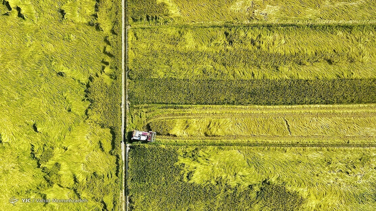 بررسی وضعیت اجرای مصوبه الگوی کشت و چالشهای تامین امنیت غذایی
