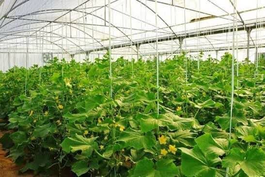 پایش شوری آب و خاک در گلخانههای یزد آغاز شد