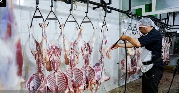 آغاز ثبت سفارش واردات گوشت گرم و منجمد