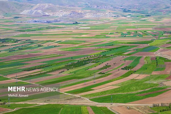 توسعه کشت لگومهای علوفهای در دیمزارهای ایلام؛ تولید ۱۰۰ تن بذر اصلاحشده