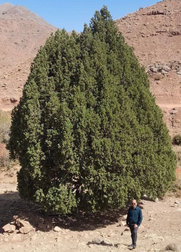 ثبت ارس ۹۰۰ ساله روستای سریشا در فهرست میراث طبیعی ملی