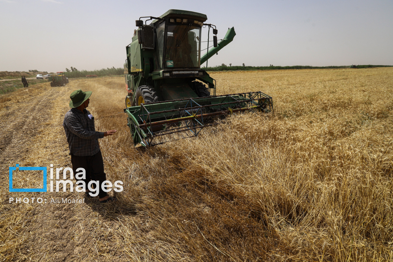 مطالبه استاندار خوزستان برای تسویه ۱۸ هزار میلیارد تومانی مطالبات گندمکاران