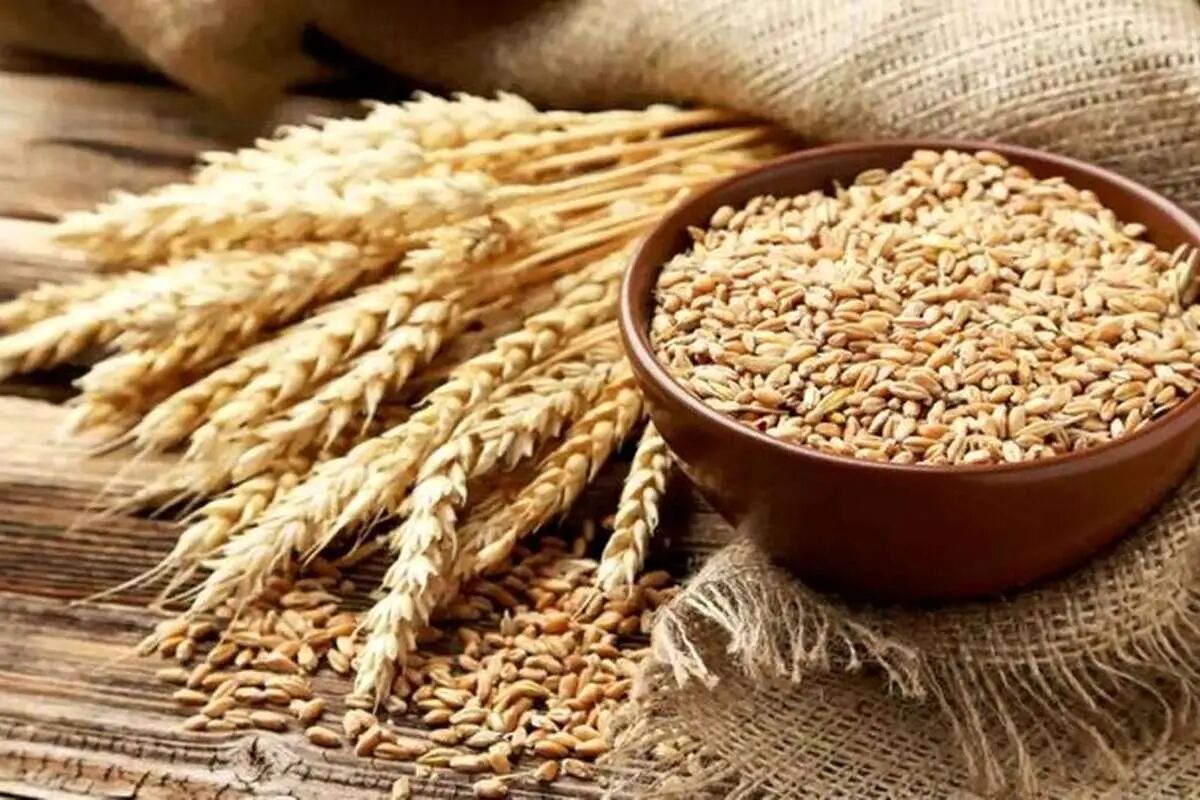 کاهش 20 درصدی خرید گندم در استان تهران