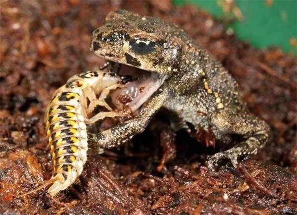 سوسکهای اپومیز: شکارچیان معکوس طبیعت