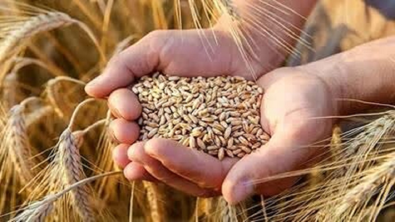 مازندران در مسیر افزایش بهرهوری تولید با توسعه بذور گواهیشده گندم و جو