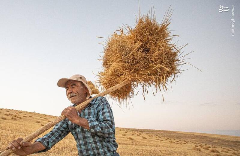 برداشت گندم شازند در استان مرکزی