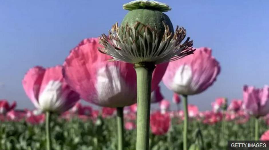 کشت شقایق الیفرا برای تأمین داروی مخدرپایه در ایران