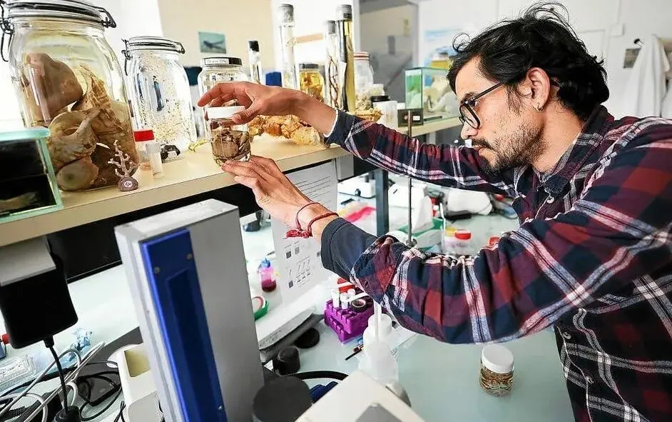 ۴ گونه جدید Xenoturbella؛ موجوداتی شگفتانگیز در اعماق دریا