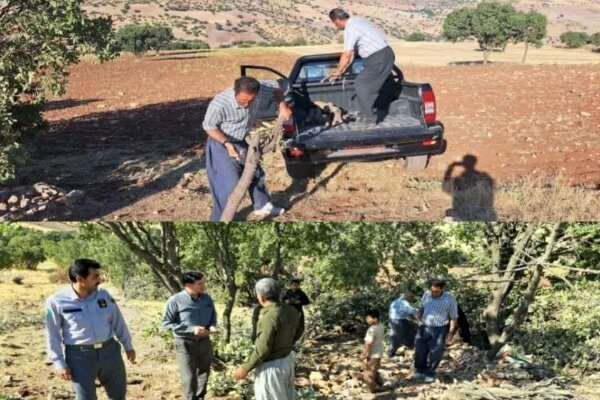 توقف عملیات قطع و قاچاق بلوط در جنگلهای کامیاران