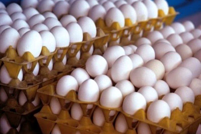 شکاف قیمت تمام‌شده و بازار؛ بحران تولیدکنندگان تخم‌مرغ در شهریور