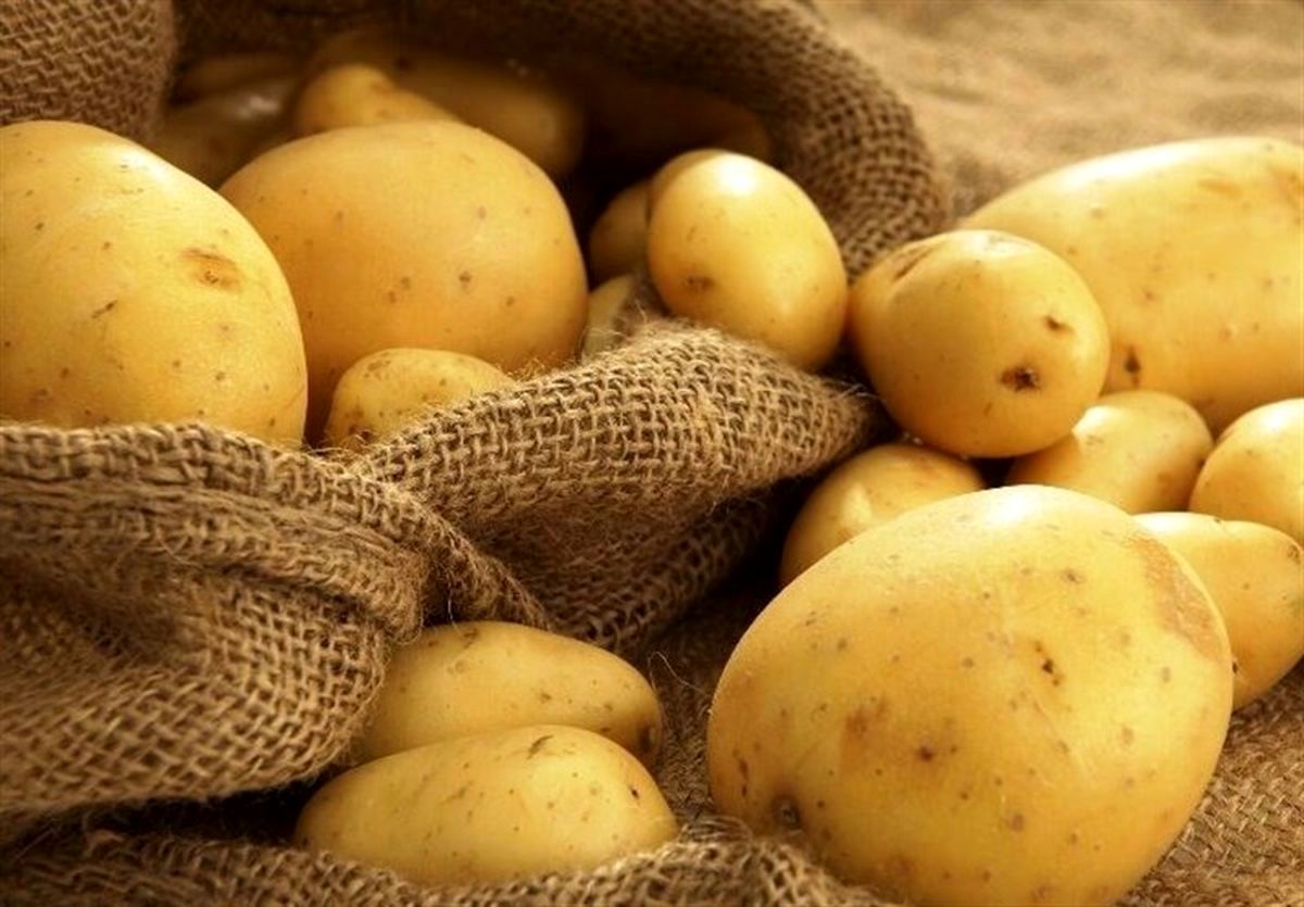 سقف قیمت سیب‌زمینی تعیین شد؛ تلاش برای حذف واسطه‌ها و شکستن حباب قیمتی