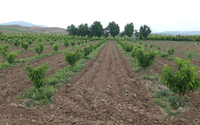 بانک سبز شمالغرب؛ توالی تولیدات نهالستان مغان در اردبیل