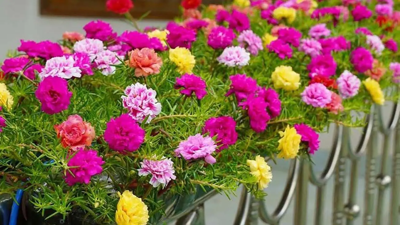 راهنمای پرورش گل ناز آفتابی در بالکن؛ از انتخاب خاک تا مدیریت آبیاری