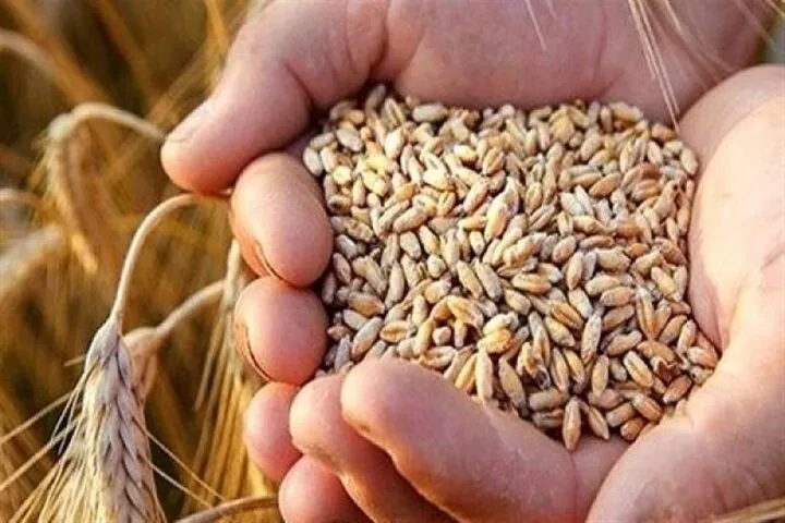 خرید تضمینی گندم در کرمانشاه؛ تسویه حساب‌ها تا پایان شهریور